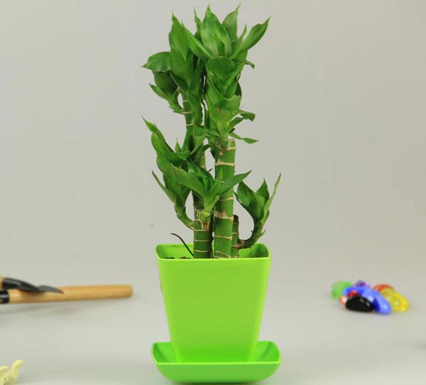 節(jié)節(jié)竹效果圖